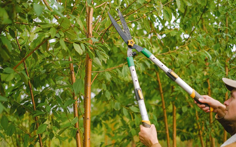 Tree trimming in Grand Junction, CO